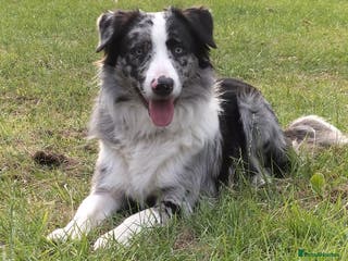 Border Collie dogs Pure breed Blue merle border collie for stud only in Loughborough - Advert 12
