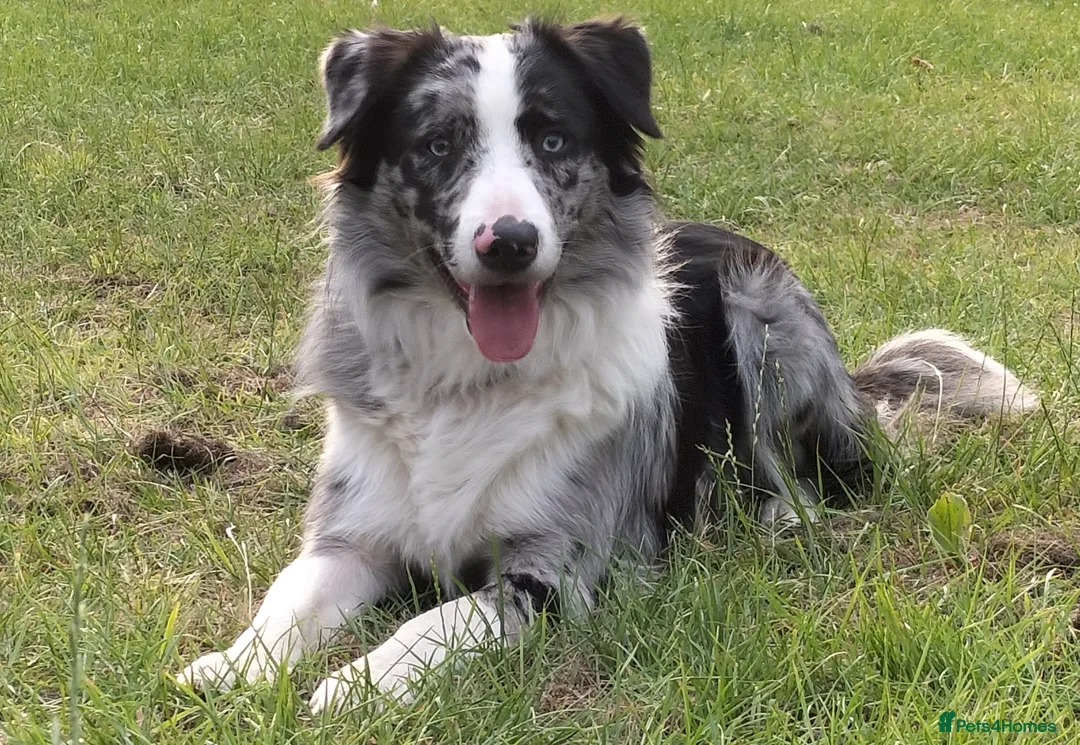Border Collie dogs for stud: Pure breed Blue merle border collie for stud only in Loughborough - Advert 1