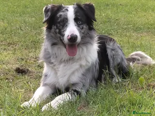 Border Collie dogs Pure breed Blue merle border collie for stud only in Loughborough - Advert 4