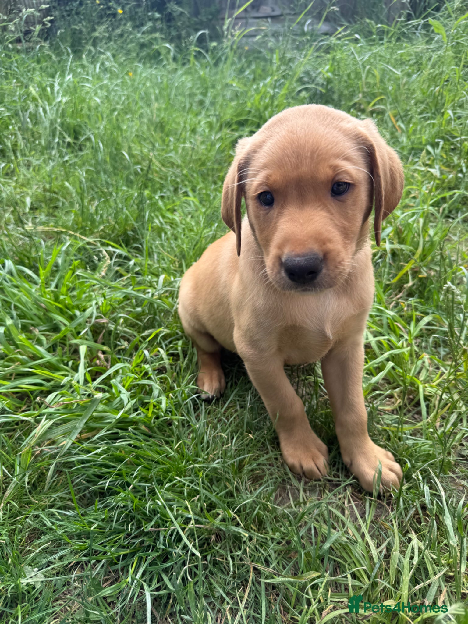 Labrador Retriever dogs KC Gorgeous Labrador Puppies  - Advert 5