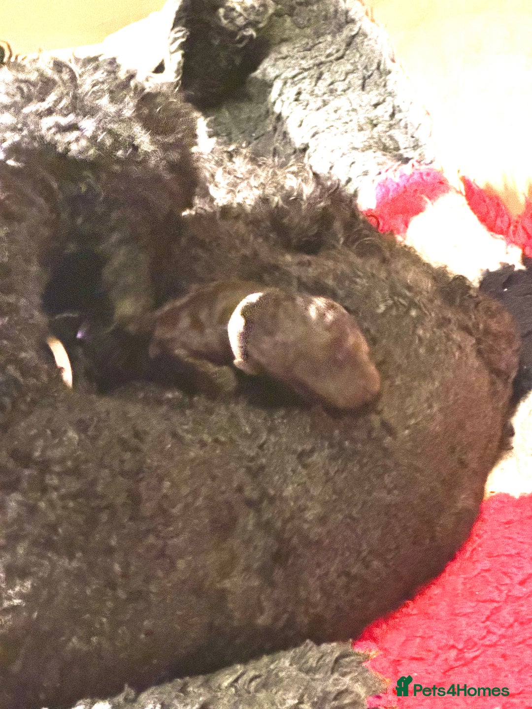 Standard Poodle dogs for sale: Wonderful standard poodle pup’s - Advert 16