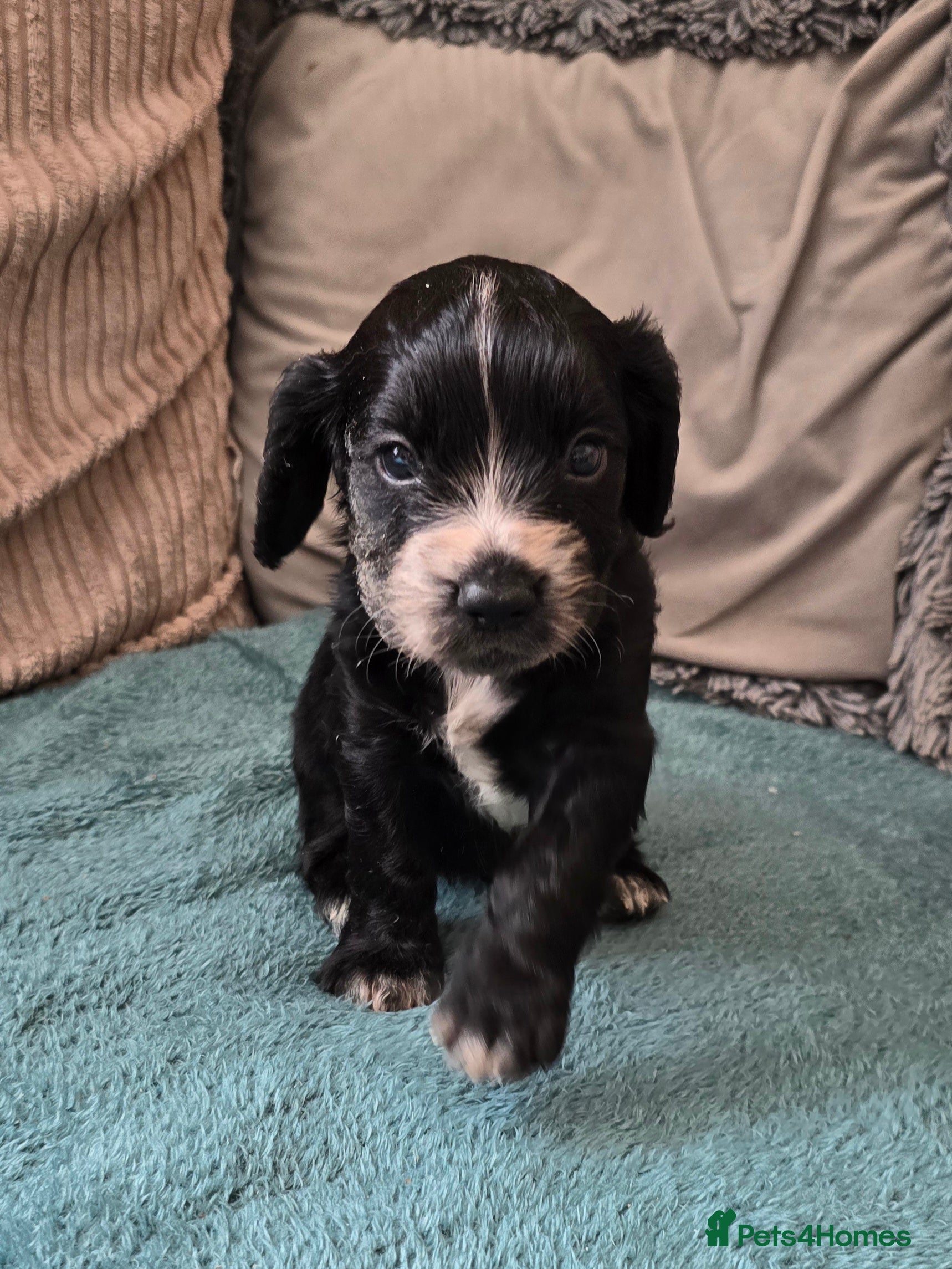 Cocker Spaniel dogs Cocker spaniel puppies 🐶  - Advert 16