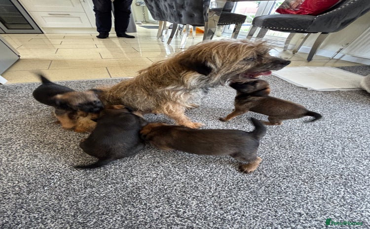 Border Terrier dogs - Advert 4