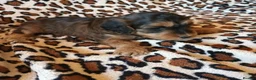 Cockapoo dogs for sale: STUNNING F1b COCKAPOO FROM 5* LICENCED BREEDER - Advert 4