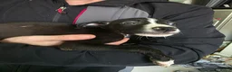 Mixed Breed dogs for sale: American Staff x Lurcher - Advert 2