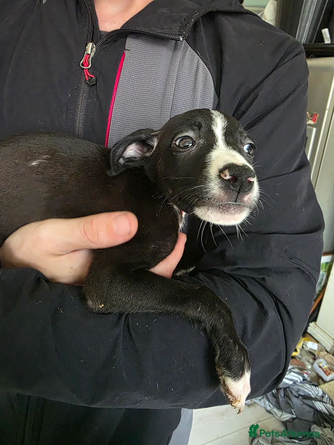 Mixed Breed dogs for sale: American Staff x Lurcher - Advert 2