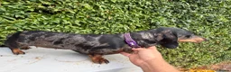 Miniature Dachshund dogs for sale: Tri coloured Mini Dachshund  in Stafford - Advert 5