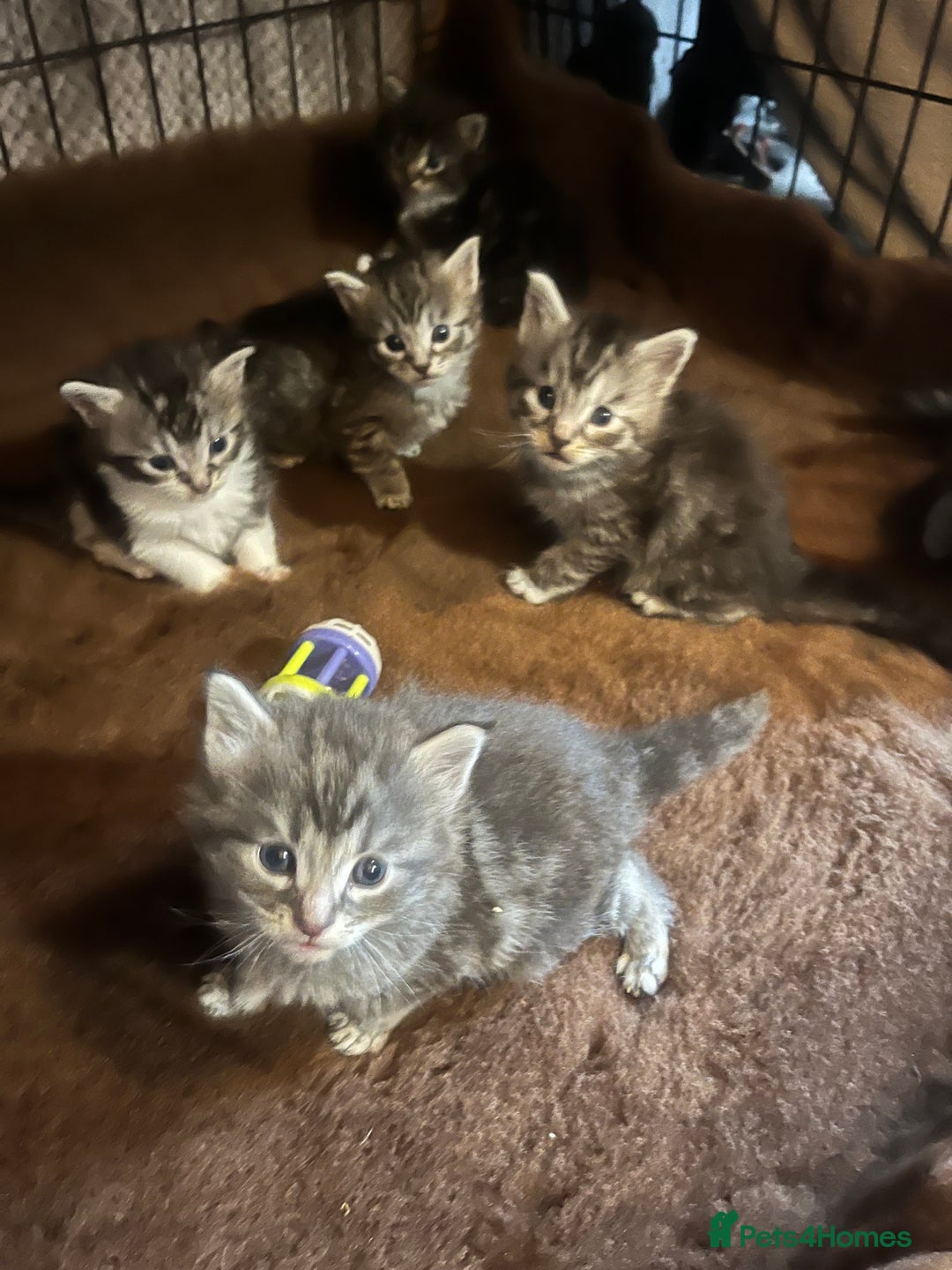 Maine Coon cats for sale: Maine coon kittens  - Image 10