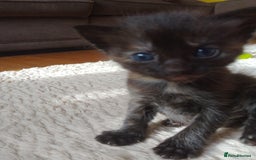 Ragdoll cats for sale: Ragdoll cross kittens x 5 - Image 5