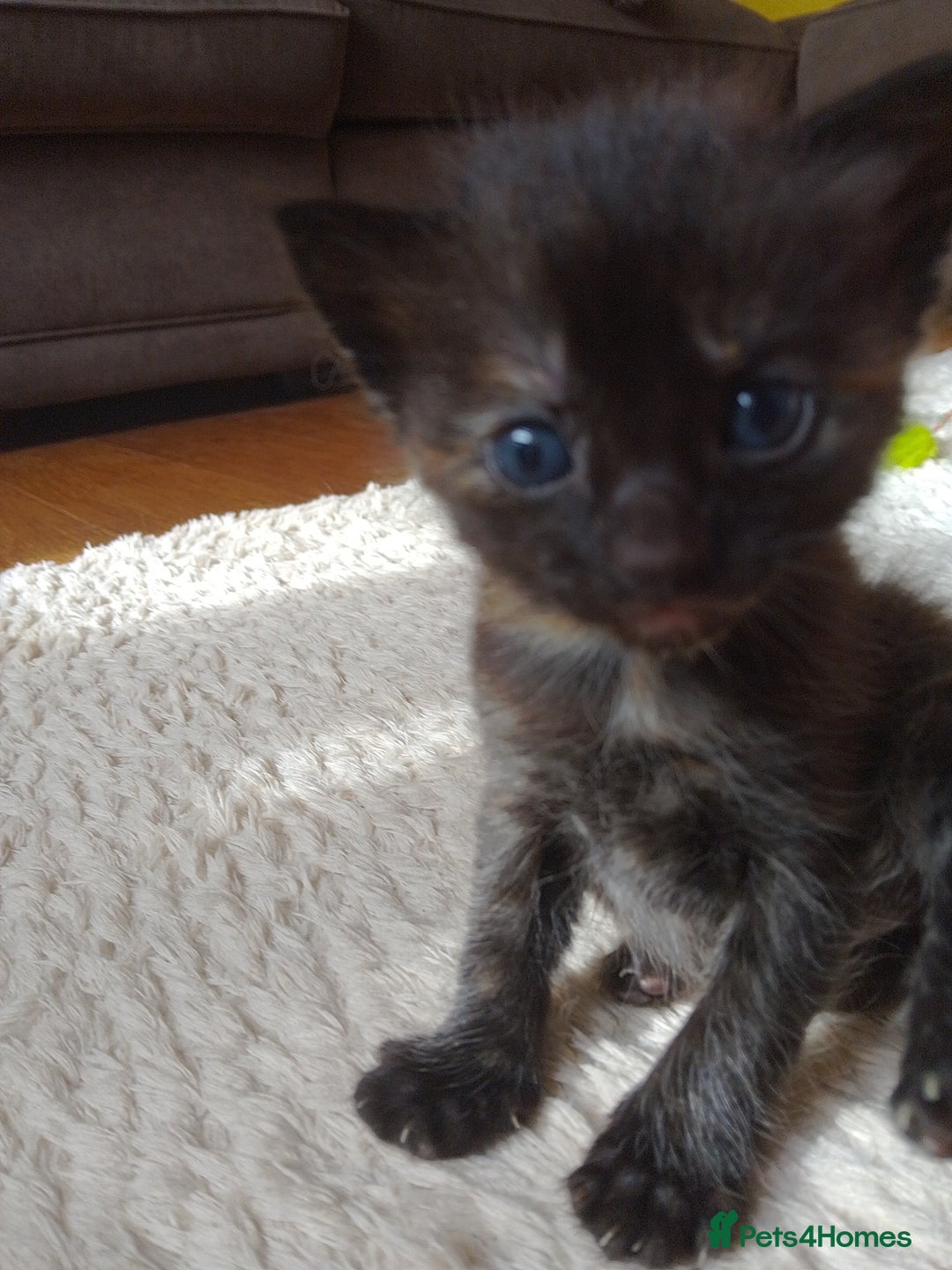 Ragdoll cats for sale: Ragdoll cross kittens x 5 - Image 5