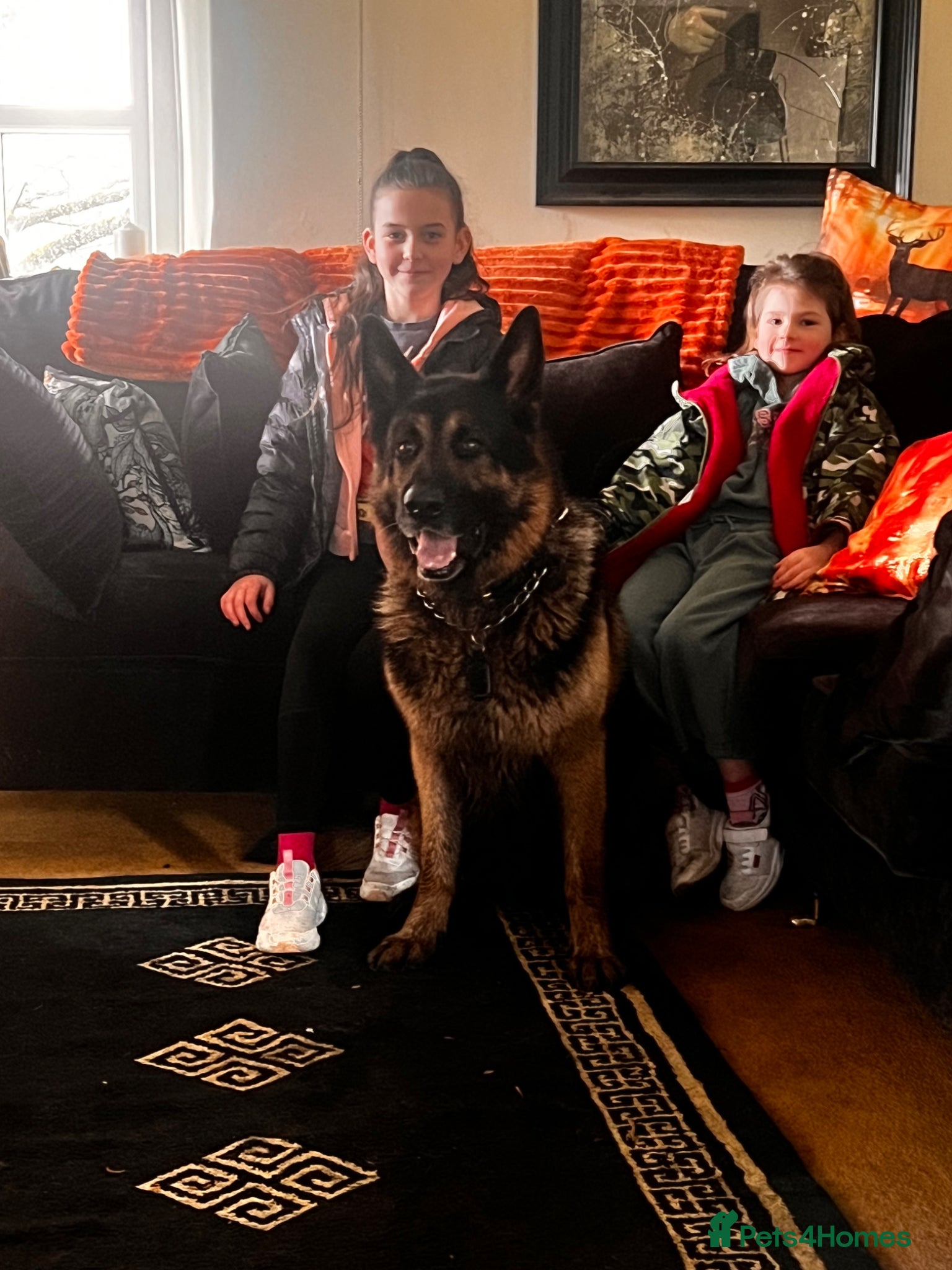 German Shepherd dogs for sale: Paddington bear German shepherd - Advert 1