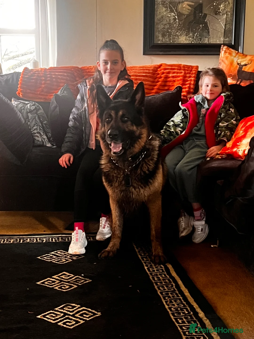 German Shepherd dogs for sale: Paddington bear German shepherd - Advert 1