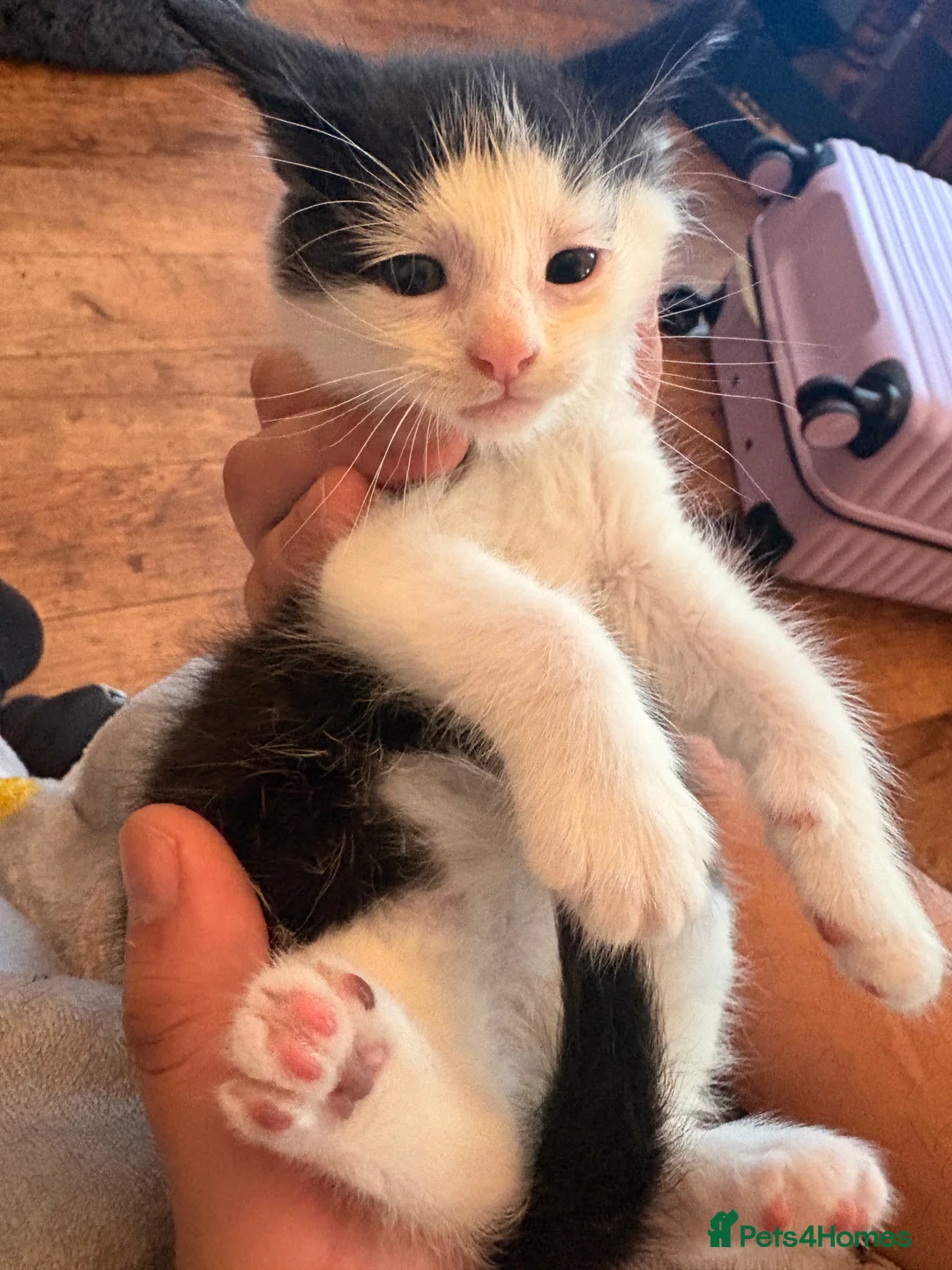 Mixed Breed cats for sale: One boy tuxedo kitten  - Advert 5