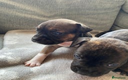 Mixed Breed dogs for sale: French bulldog x Staffordshire bull terrier - Image 6