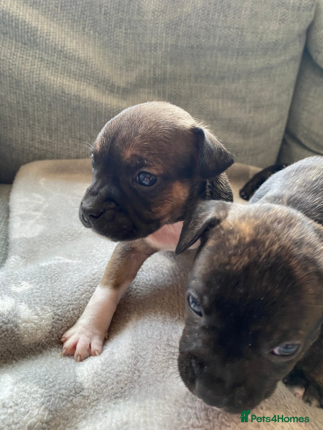 Mixed Breed dogs for sale: French bulldog x Staffordshire bull terrier - Image 6