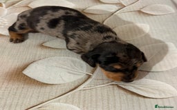 Dachshund dogs for sale: Pedigree Dachshund puppies PRA clear health tested - Image 17
