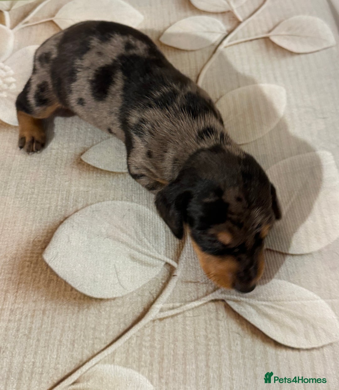 Dachshund dogs for sale: Pedigree Dachshund puppies PRA clear health tested - Image 17