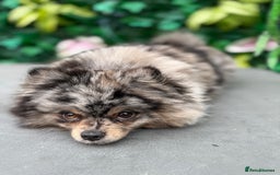 Pomeranian dogs for sale: Stunning Merle Pomeranian!  - Image 9