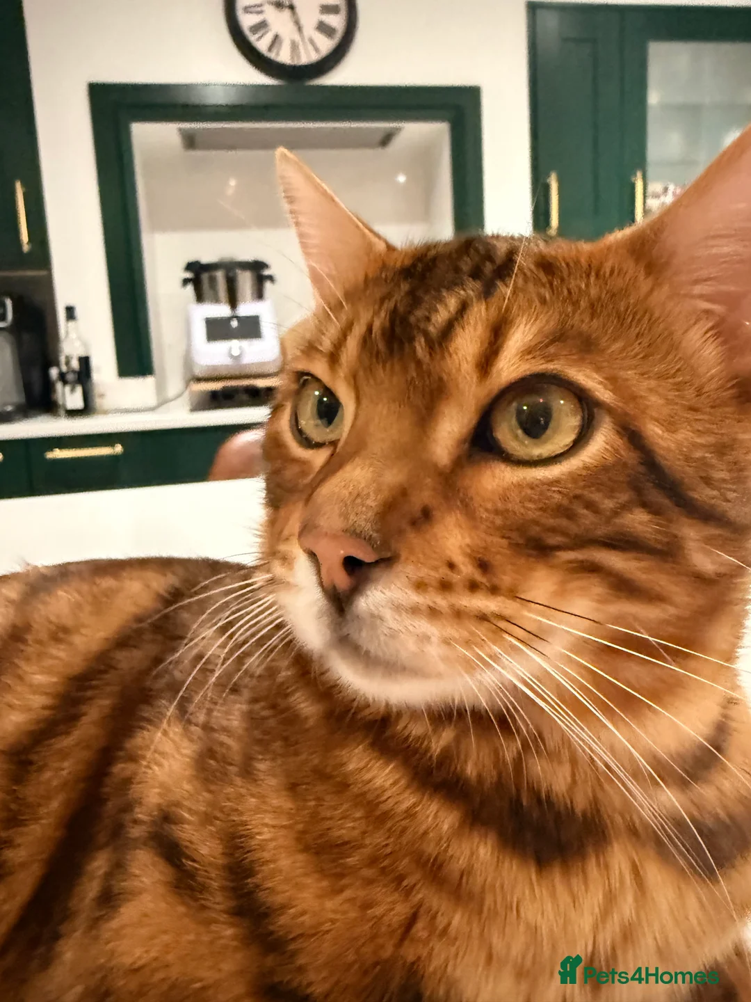 Bengal cats for stud: Handsome Brown spotted Bengal boy for stud - Advert 7