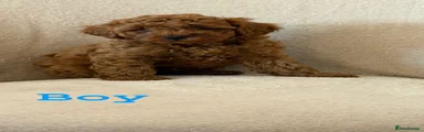 Cockapoo 1