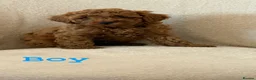 Cockapoo dogs for sale: F1b cockapoo puppies  - Advert 3