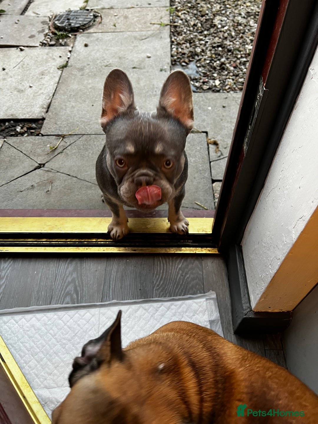 French Bulldog dogs for sale: Adorable 3-Year-Old Male & Female French Bulldog - Advert 22