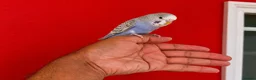 Budgerigars birds for sale: Super silly hand tamed baby budgies  - Advert 5