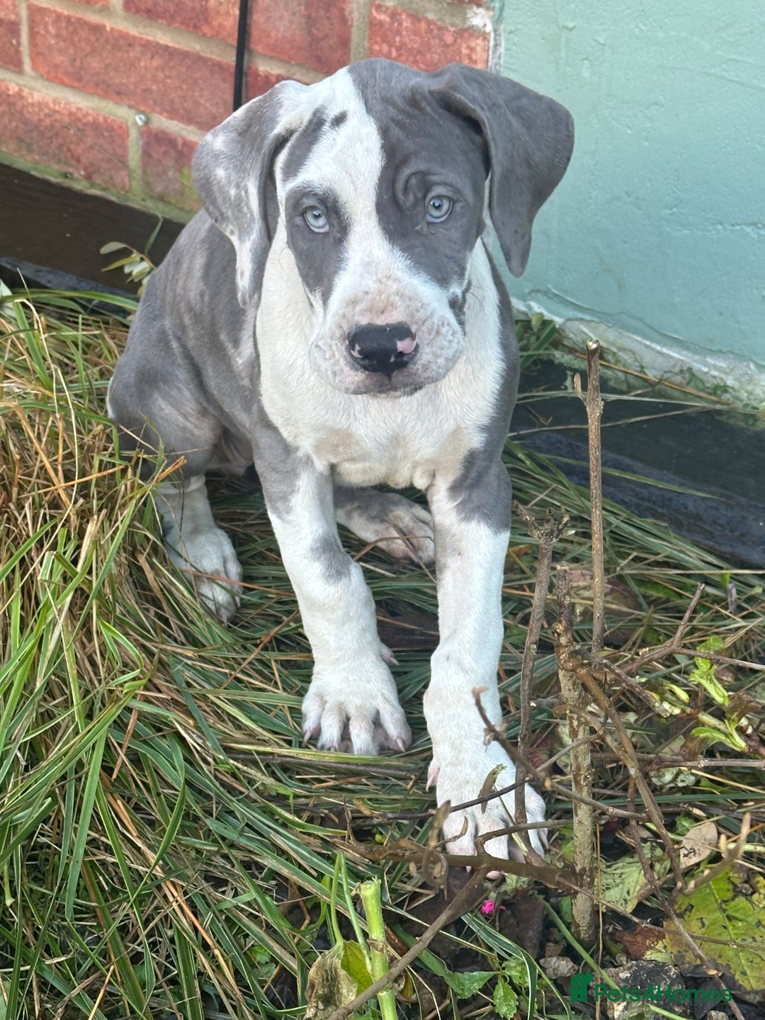 Great Dane dogs for sale: Reduced***** KC registered blue Great Dane puppies - Advert 21