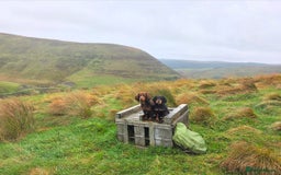 Cocker Spaniel dogs for sale: Tally - Image 2