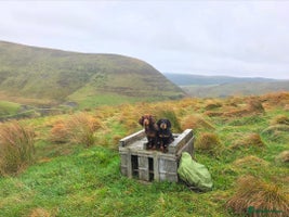 Cocker Spaniel dogs - Advert 10