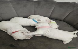 Maltese dogs for sale: 🐾 Adorable Maltese Puppies 🐾  - Image 3