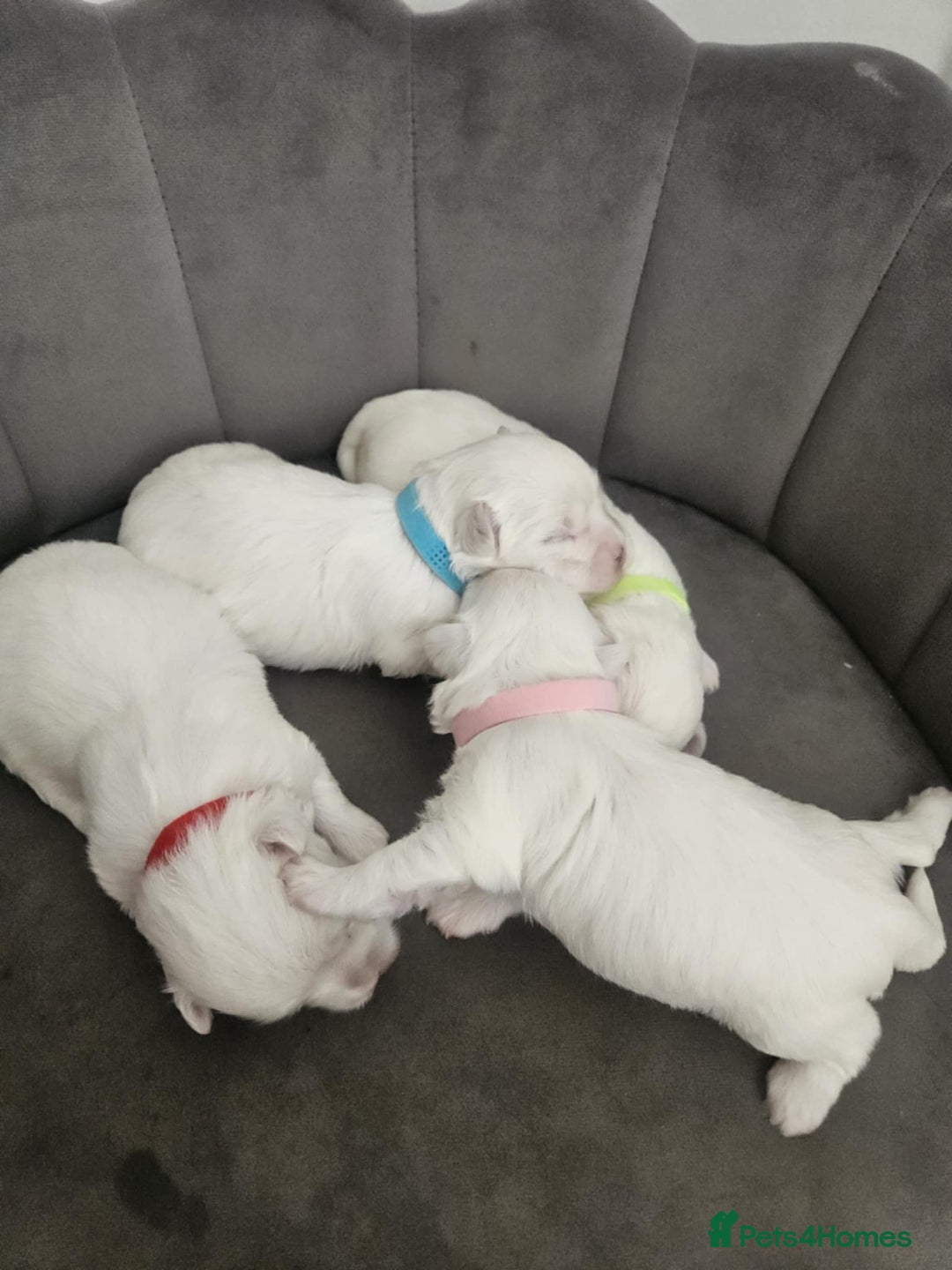 Maltese dogs for sale: 🐾 Adorable Maltese Puppies 🐾  - Image 3
