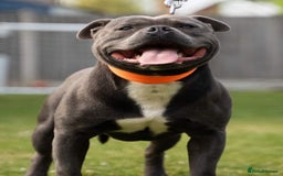 Staffordshire Bull Terrier dogs for sale: Reduced, remaining 2 KC Blue SBT - Image 4