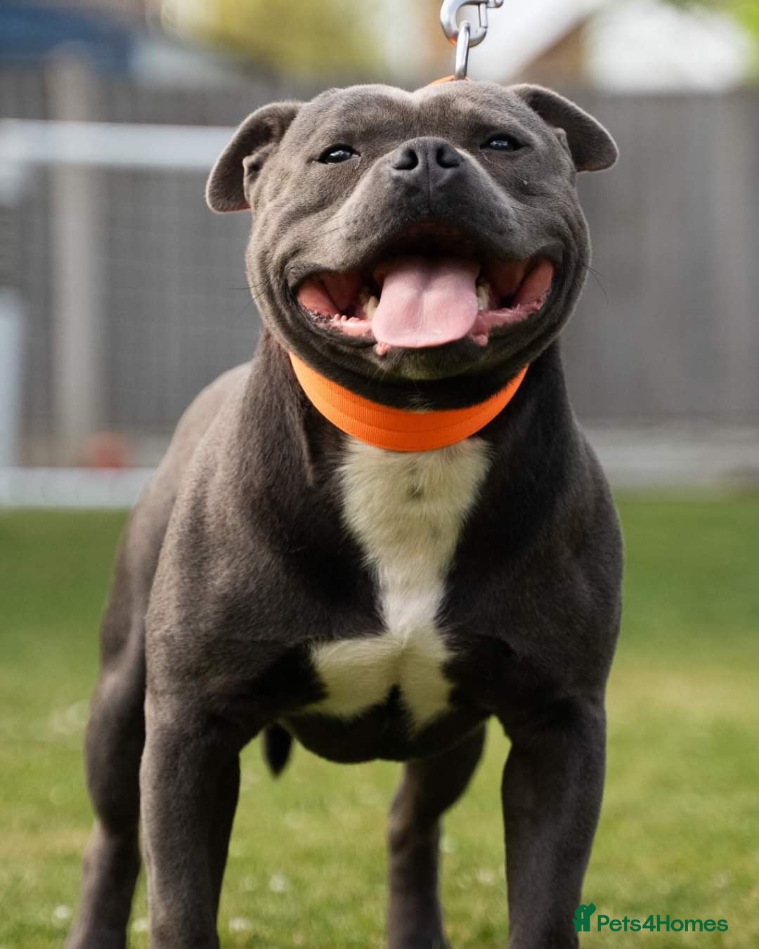Staffordshire Bull Terrier dogs for sale: Reduced, remaining 2 KC Blue SBT - Image 4