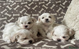 Malshi dogs for sale: Adorable Korean Maltese x Malshi puppies  - Advert 2