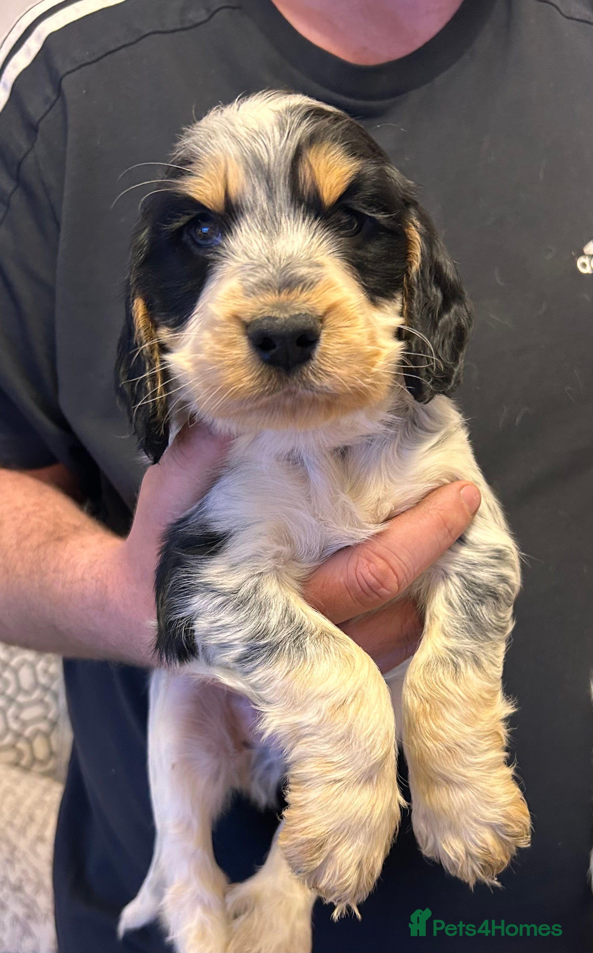 Cocker Spaniel dogs Cocker spaniel puppys for sale! - Advert 18