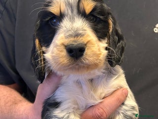 Cocker Spaniel dogs Cocker spaniel puppys for sale! - Advert 2