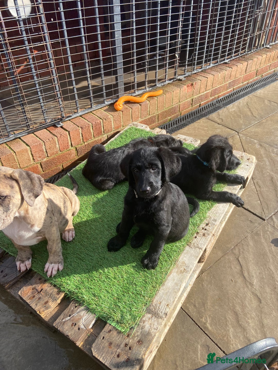 Labradoodle dogs for sale: F1 labradoodles  - Image 14