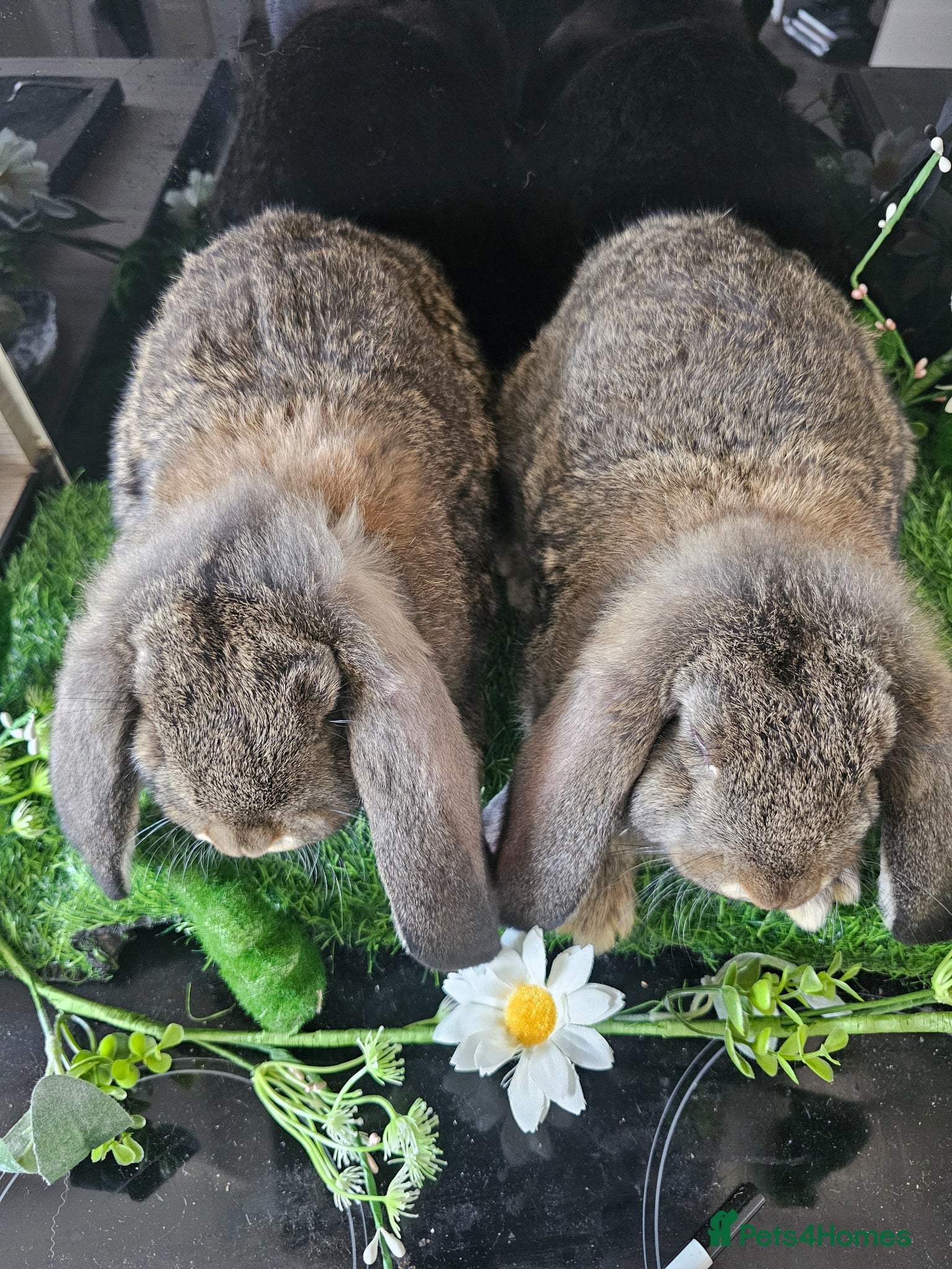 French Lop rabbits Vaccinated Giant French Lops - Advert 1