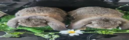French Lop rabbits for sale: Vaccinated Giant French Lops - Advert 1