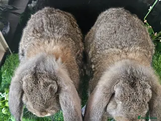 French Lop rabbits for sale: Vaccinated Giant French Lops - Advert 3