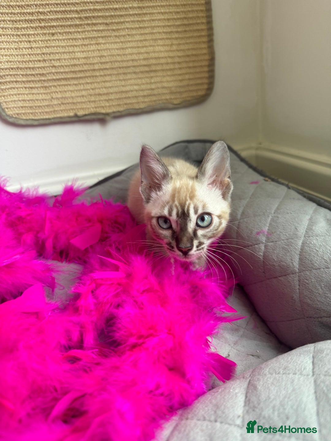 Bengal cats for sale: Beautiful Bengal Kittens Tica Registered 🌈🐾 - Image 15