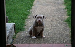 American Bully dogs for sale: GrCh Big Bounty x TIKTOK litter - Image 4