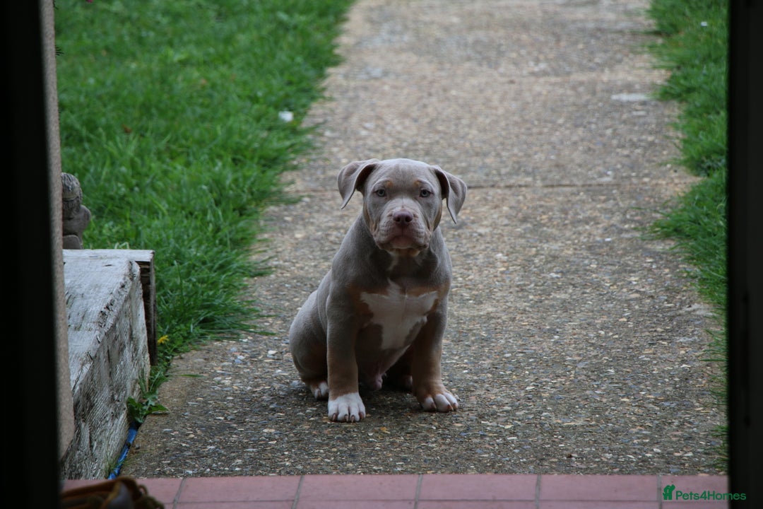 American Bully dogs for sale: GrCh Big Bounty x TIKTOK litter - Image 4