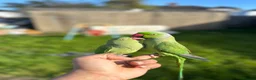 Ringnecks birds for sale: Rehome my indian ringneck pair - Advert 2