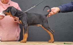 Dobermann dogs for sale: 🐾 Black Females available / Kc Puppies🐾 - Image 9