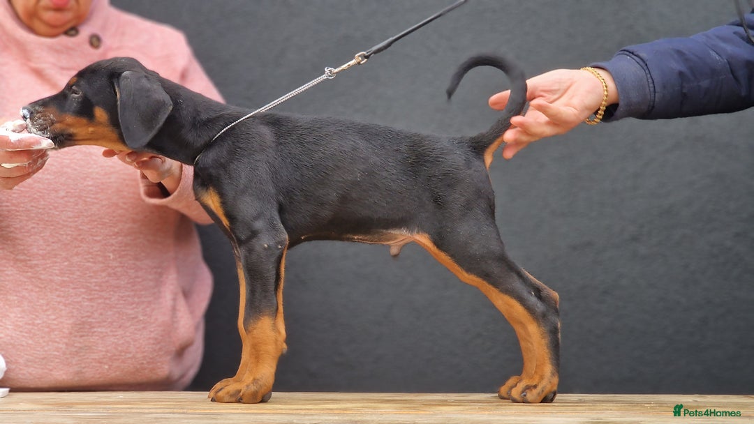 Dobermann dogs for sale: 🐾 Black Females available / Kc Puppies🐾 - Image 9