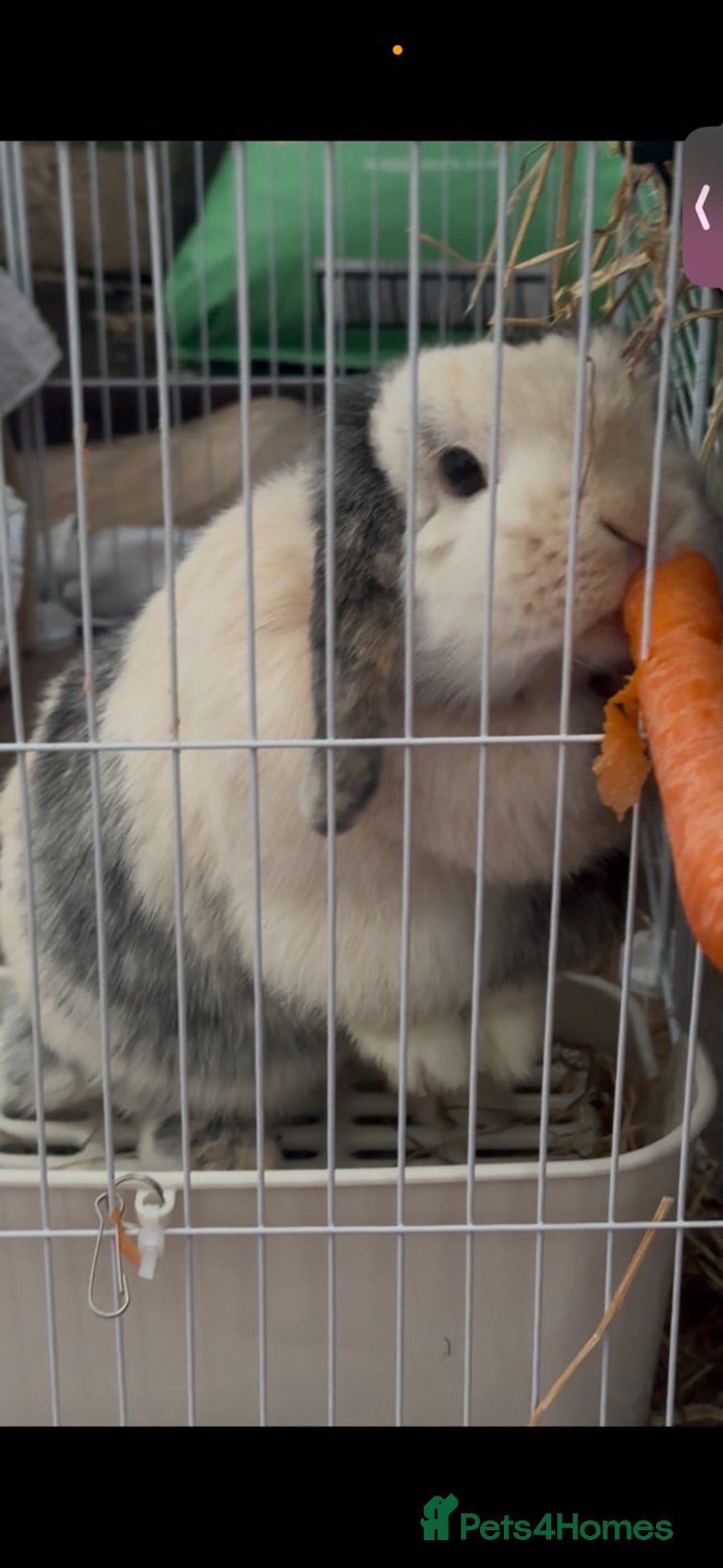 Mini Lop rabbits for sale: Female rabbit free to a good home  - Image 3