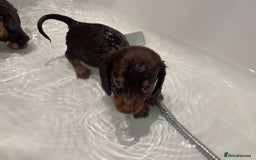 Miniature Dachshund dogs for sale: Beautiful miniature dachshunds  - Image 4