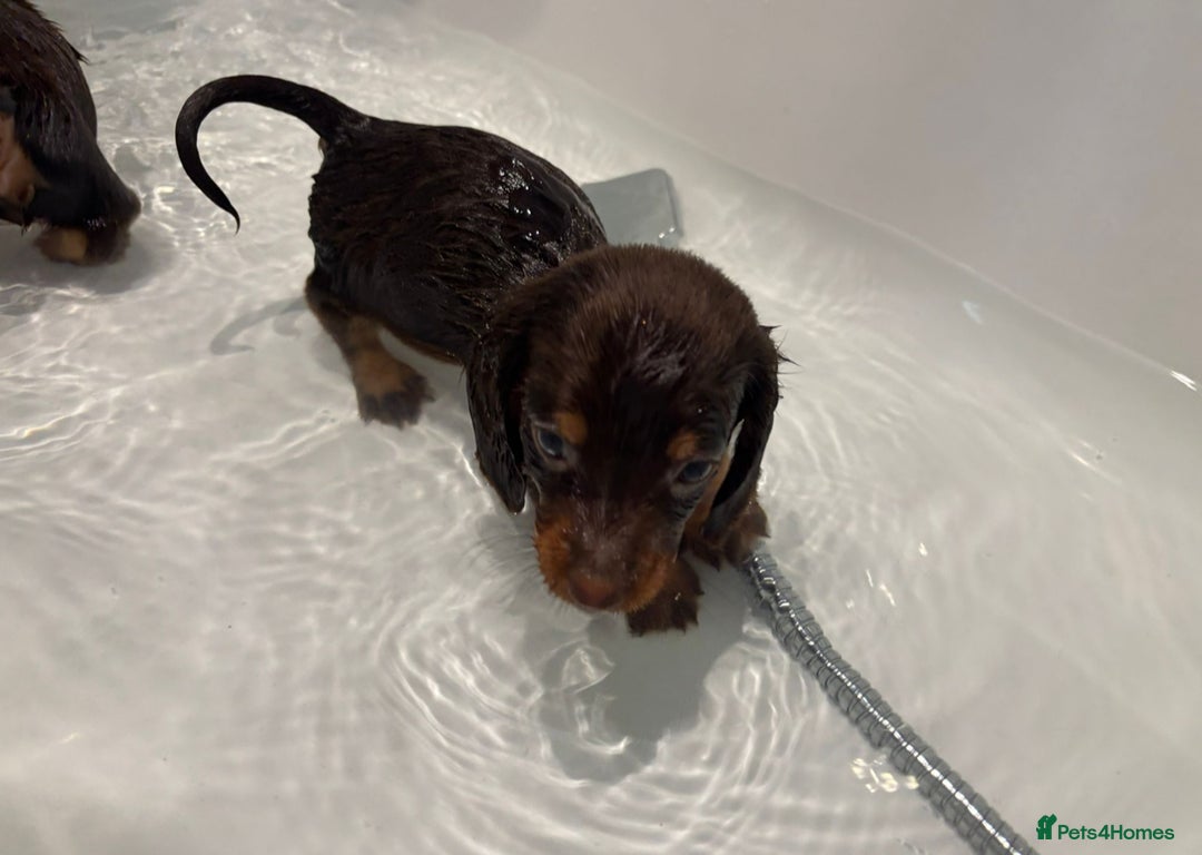 Miniature Dachshund dogs for sale: Beautiful miniature dachshunds  - Image 4